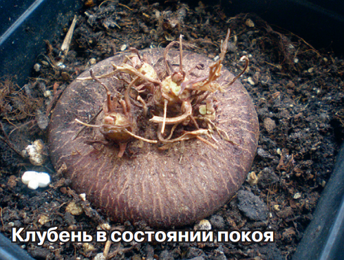 [Растения в доме] Почему загнивает цикламен?
